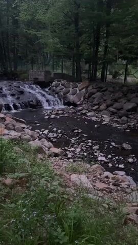 The video shows a small stream flowing over rocks in a forested area. The stream has a small dam or waterfall structure in the background, and there are some grasses and small white flowers in the foreground. The stream is lined with rocks of varying sizes. The background is a dense forest, suggesting a natural or park setting.