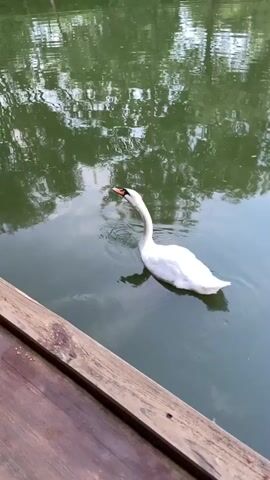 This is a video of a white swan swimming in a body of water. The swan is the primary subject, and it is captured from a slightly elevated perspective, looking down towards the water. The swan is gracefully moving through the calm, green water, leaving subtle ripples in its wake. Its long, elegant neck is curved, and its beak is a distinct orange-red color. The swan appears serene and undisturbed.

The setting is a tranquil natural environment, likely a pond or lake, given the still, green water and the reflections of trees on its surface. The water is a murky green, suggesting it is either a pond with algae or a lake surrounded by lush vegetation. The reflections on the water's surface indicate an overcast or shaded condition, with the dappled light suggesting the presence of trees overhead.

In the foreground, a portion of a wooden structure is visible, likely a deck, pier, or boardwalk, adding a man-made element to the natural scene. This wooden element is weathered and textured, providing a sense of depth and context to the overall image.

The time of day is not definitively indicated, but the lighting suggests it is daytime, possibly morning or late afternoon, when the sun might be less intense or filtered through clouds. The weather appears calm and pleasant, with no indication of wind or rain.

The overall mood conveyed by the video is one of peace and natural beauty. The presence of the swan and the serene water create a calming visual experience. There is no visible text in the media file. The location context provided is Kopyly, Ukraine, which adds a specific geographical marker to the scene.