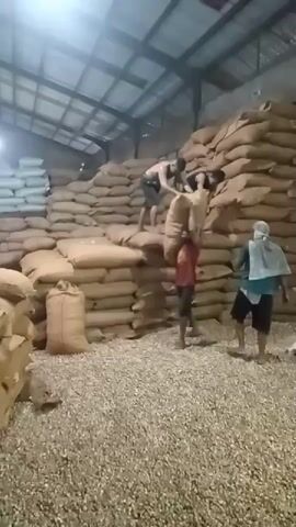 The video shows a dimly lit warehouse filled with large sacks of goods, likely agricultural produce, stacked high. The floor is covered with smaller loose items, also possibly produce. In the center, a person in a red shirt is carrying a large sack over their shoulders. Two other people, shirtless, are on top of a stack of sacks, appearing to assist or direct the person below. Another person in a blue shirt and head covering stands to the right, observing. The main action involves the person in red maneuvering the heavy sack, with help from those above, possibly to place it on a higher stack. The scene suggests manual labor involved in storage or processing of bulk goods in a warehouse setting.