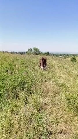 A brown cow grazes in a field of tall green grass under a clear blue sky. In the distance, a small town is visible on a hilltop. The cow is the only visible animal in the frame. The scene is peaceful and serene.