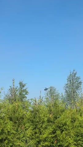 A helicopter is seen flying over a line of evergreen trees under a clear blue sky. The helicopter is dark in color and appears to be a single-rotor helicopter. The trees are lush and green, and the sky is a vibrant blue. The image is taken from a low angle, looking up at the helicopter and trees.
