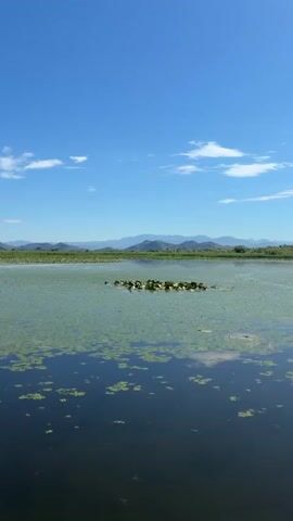 A static medium shot shows a calm body of water with green plant growth partially covering its surface, under a clear blue sky with sparse white clouds. Distant green hills and mountains are visible on the horizon, beneath the clear sky.