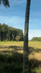 Golden rice fields and rural landscapes documented in Abiansemal
