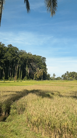 Golden rice fields and rural landscapes documented in Abiansemal