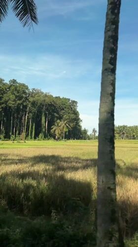 Golden rice fields and rural landscapes documented in Abiansemal
