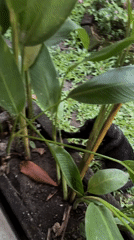 Cats explore residential garden in North Kuta, Indonesia