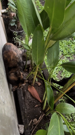 Cats explore residential garden in North Kuta, Indonesia