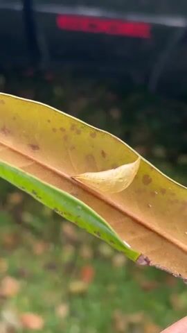 The video shows a close-up of a yellow, semi-transparent pupa on a brown leaf with a green edge. The leaf is being held up, and the background includes blurry grass and part of a vehicle. Someone off-camera says, "It's a Metapod. Haha."