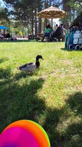 The video shows a grassy area with several people sitting in chairs in the background. There are trees overhead, providing shade. There is also a picnic table and an umbrella-like structure in the background. A duck walks across the grass, moving from left to right, in front of the people in the chairs.