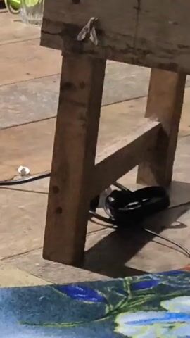 A close-up video shows the bottom portion of a wooden sawhorse, with two legs visible and a diagonal support connecting them. A coiled black cable lies on the floor beneath the sawhorse, casting a shadow. To the left of the sawhorse, a white electrical cord snakes across the tiled floor. In the foreground, a colorful rug with a floral pattern is partially visible. A small, light-colored object, possibly a moth, is perched on the top horizontal plank of the sawhorse. The lighting is dim, suggesting an indoor or evening setting.