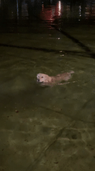 Dog swims in dark waters at night in Yerevan