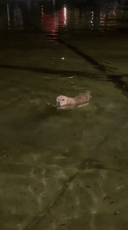 Dog swims in dark waters at night in Yerevan