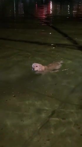Dog swims in dark waters at night in Yerevan