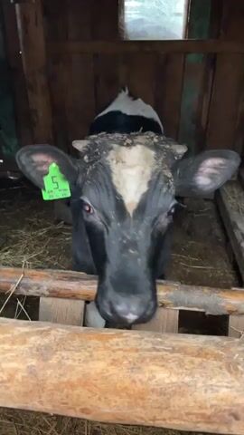 A black and white cow with a green ear tag is in a wooden enclosure filled with hay. The cow's head is lowered and it appears to be eating or drinking. The enclosure is dimly lit and rustic, with visible wooden planks and logs. The cow has some dirt on its head.