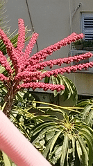 Ashkelon morning: street scenes, minerals, and small collectibles