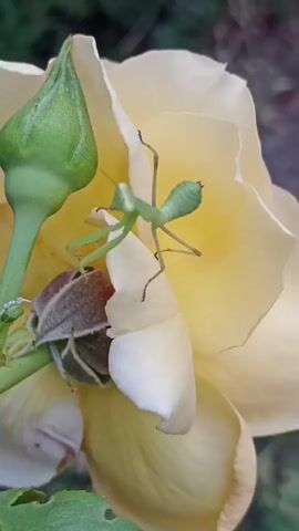 A green praying mantis walks across the petals of a pale yellow rosebud. The insect's body is oriented diagonally, with its head facing the left side of the frame. The mantis's forelegs are raised, as if in preparation for striking. The rosebud is partially open, with its petals unfurling to reveal a hint of the flower within. The background is blurred, with hints of green foliage suggesting an outdoor setting.