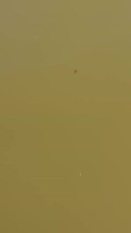 A close-up, top-down shot of a murky, greenish-brown liquid, possibly water. A single, small, reddish-brown object is visible in the liquid. The object appears to be very small, perhaps insect-like or a piece of debris, with a slightly elongated shape and a thin appendage extending from one end. The object drifts slightly in the liquid. Towards the end of the video, a portion of a human hand, with visible fingernails and skin texture, enters the frame from the left side, appearing to be held just above the surface of the liquid, near the object. The hand then moves away, leaving the object alone in the liquid. The lighting is somewhat dim, casting subtle reflections on the liquid surface.