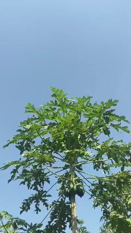 The video shows a tall papaya tree with green fruits growing on it. The tree is surrounded by lush green foliage, and the sky above is clear blue. The camera is positioned low, looking up at the tree, and the video appears to be a steady shot with no movement.