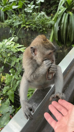 Tourist explores Sacred Monkey Forest Sanctuary in Ubud, Indonesia