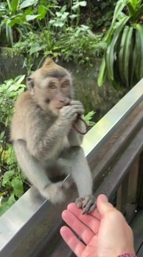 Tourist explores Sacred Monkey Forest Sanctuary in Ubud, Indonesia