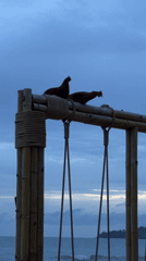 Chickens perch on bamboo structures at coastal location