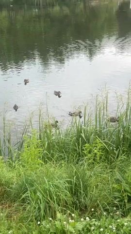 The video shows a scenic view of a tranquil lake or pond, likely in Sarov, Russia. The water is calm, with reflections of trees and the sky on its surface, suggesting a clear or overcast day. The foreground is dominated by lush green tall grass and reeds, indicating a natural, possibly wild or park-like setting. Several mallard ducks are visible swimming on the water, some closer to the shore among the reeds, and others in the open water. Their presence suggests a peaceful natural habitat. The overall atmosphere is serene and natural, with no human presence or man-made objects other than the implied infrastructure of a park or natural reserve. The time of day appears to be daytime, given the illumination of the scene. No text is visible in the video.