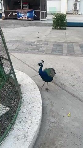 A peacock walks along a paved path, its iridescent blue and green plumage visible. The bird's long tail feathers trail behind it, and its crest feathers are tipped with black. The ground is a mix of concrete and interlocking pavers. A concrete border curves into the frame on the left side of the image.