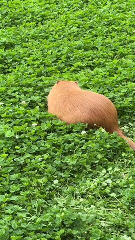 The video shows a close-up, slightly elevated view of a capybara, facing away from the camera, sitting in a dense field of green clover. The capybara is a reddish-brown color and its tail is visible extending behind it. The clover is lush and covers the entire visible area of the ground. There are small white clover flowers interspersed within the greenery. The lighting suggests it is daytime, and the overall atmosphere is peaceful and natural.