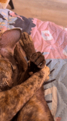 Quiet morning with sleeping cat documented in Chaikovsky, Russia