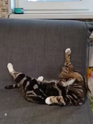 A tabby cat is lying on its back on a grey couch, licking its paw. Its hind legs are extended and its front paws are raised. The cat's body is striped with dark brown and black markings. The background is a grey couch.