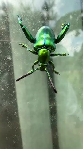 A close-up, vertical shot captures a metallic green beetle with long antennae clinging to a glass surface. The beetle's legs are spread wide, with its front legs extended upwards. The background is blurred, showing hints of green foliage and a lighter vertical element, possibly a window frame or curtain. The glass surface appears dusty or smudged. The beetle itself is the clear focus, its iridescent shell reflecting light.