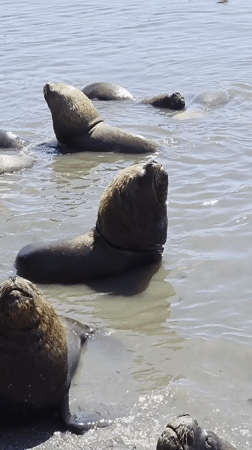 Sea lions observed resting and swimming near Iquique Chile