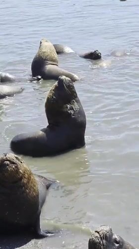 Sea lions observed resting and swimming near Iquique Chile