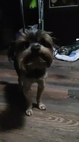 A small dog with dark fur and a lighter face is standing on a wooden floor. It shakes its head, causing its fur to blur. Then, the dog stands up on its hind legs. The dog shakes its head again, blurring its face. The background is dark, with some shelves and objects visible.