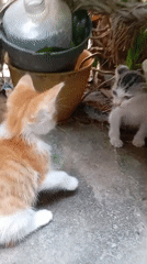 Cats, kittens, and dogs at home in Balikpapan