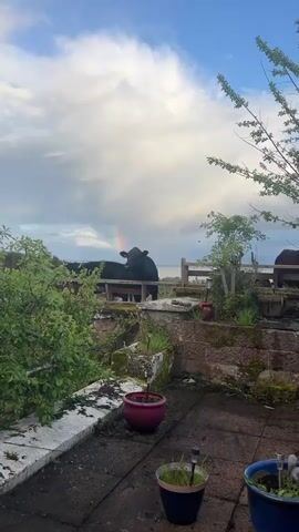 Here is a description of the video.
The video shows a view from a patio or raised area, looking out towards a body of water under a cloudy sky with a rainbow visible. In the middle ground, behind a low fence, are a few black cows standing near the fence, facing toward the camera. The patio area is overgrown with plants and features some potted plants. A tree branch is visible on the right side.