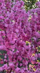 Pink blossoms bloom densely on tree in Zima Yuzhnaya