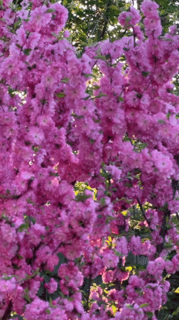 Pink blossoms bloom densely on tree in Zima Yuzhnaya