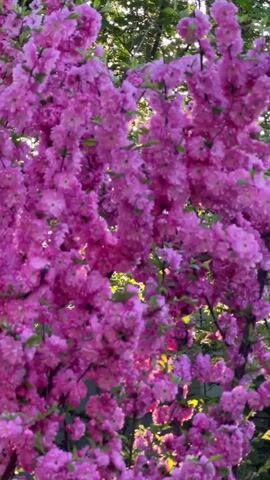 The video shows a tree with bright pink blossoms. The blooms are very dense and cover much of the frame. Green foliage is visible in the background and a fence is partially visible. The camera moves slightly during the recording.