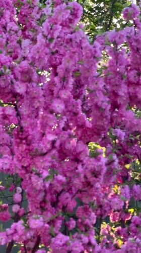 Pink blossoms bloom densely on tree in Zima Yuzhnaya