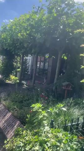The video begins in a garden with sunlight streaming through the leaves of a large tree. Various plants and flowers, including red poppies, are visible. A bird feeder hangs on a pole to the right. The camera then pans to the left, showing a brick wall and a sidewalk. The scene shifts to a street lined with houses and trees, with a white van parked on the side of the road. Cars are seen driving on the street, and the sky is blue with white clouds. The video briefly returns to the garden scene before ending. The footage appears to be shot outdoors during the daytime, likely in a residential area.