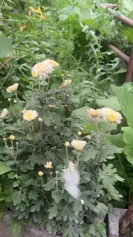 A white butterfly flies through a cluster of pale yellow chrysanthemums. The flowers are in full bloom, with some buds still closed. The butterfly is small and delicate, and it flits from flower to flower, its wings a blur of motion. The video is shot from a close-up perspective, and the background is a blur of green foliage. The overall impression is one of peace and tranquility.