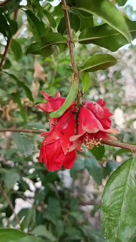 The video shows a close-up of a pomegranate flower with several small ants crawling on its petals and a green pod hanging from the stem. The flower is red and appears to be in the process of blooming or developing into a fruit. The leaves of the pomegranate tree are visible in the background, along with some out-of-focus greenery. The lighting suggests it is daytime. The ants are the most active elements in the scene.