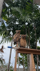 Owls perched on wooden structures at a Bali bird display