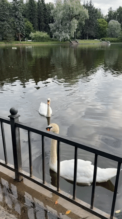 Swans and ducks on a quiet Saint Petersburg pond