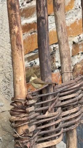 A small brown bird is perched on a woven basket made of twigs. The bird is facing left and its mouth is open, as if it is chirping or singing. Behind the bird and basket are three vertical wooden posts of varying thickness and color, and a brick wall. The overall impression is a rustic setting.