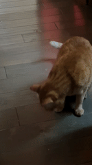 Orange tabby cat explores doorway area before sitting down
