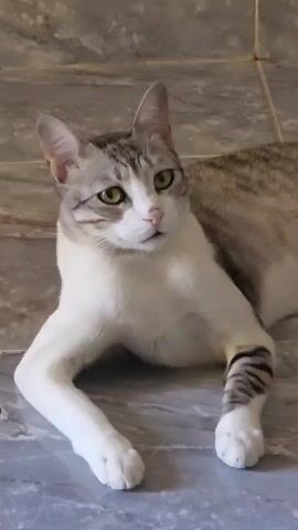 A cat with white and grey fur and green eyes lies on a tiled floor. The cat is looking up and to the right.