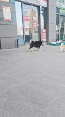 Dogs spotted on sidewalk in Jiulongpo District, China