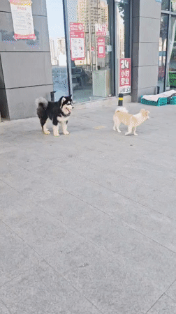 Dogs spotted on sidewalk in Jiulongpo District, China